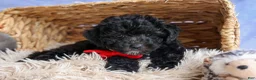 Bichpoo dogs for sale: NOEL - Ad 6