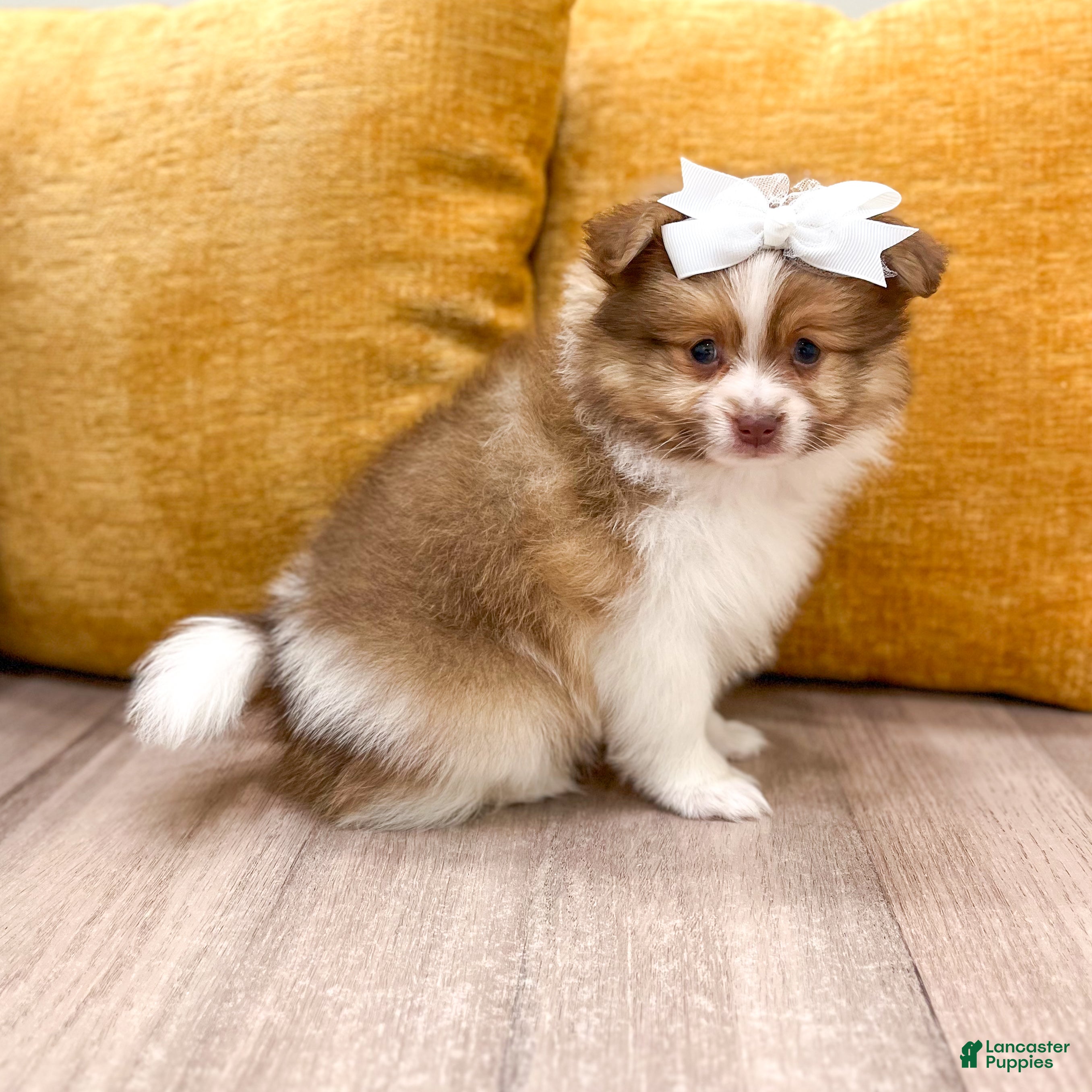 Pomeranian dogs for sale: Pumpkin - Ad 1
