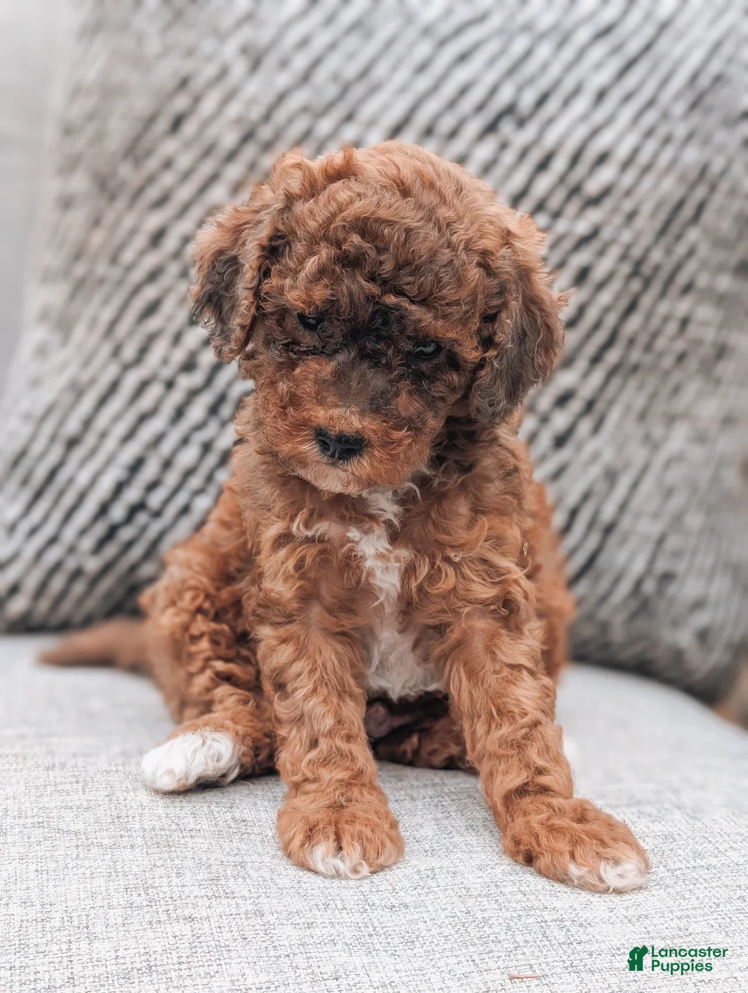 Toy Poodle dogs for sale: Parker - Ad 1