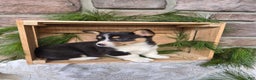 Welsh Corgi Pembroke dogs for sale: Ruby - Ad 3