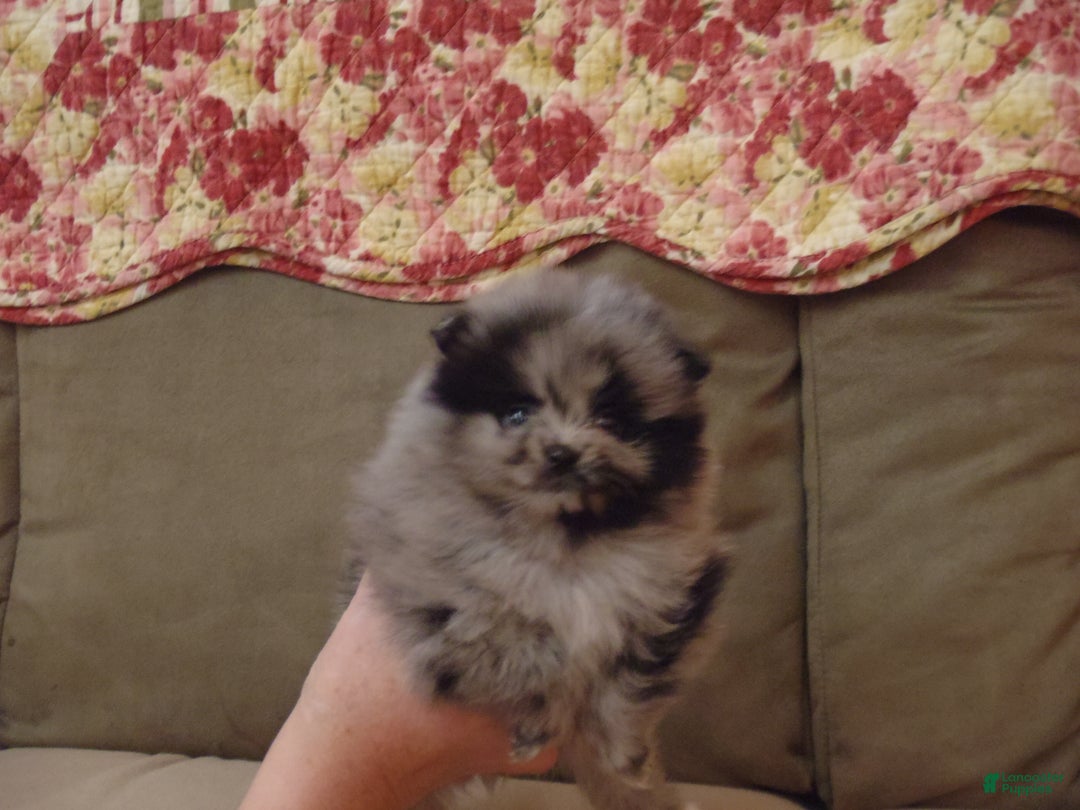 Pomeranian dogs for sale: Pomeranian Puppy 1 - Ad 1