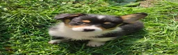 Welsh Corgi Pembroke dogs for sale: Brea  - Ad 3