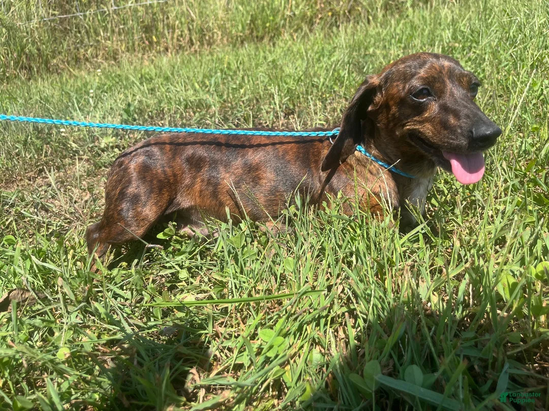 Miniature Dachshund dogs for sale: Dewdrop - Ad 6