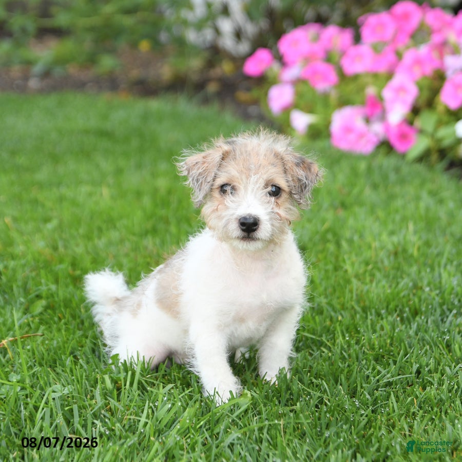 Mixed Breed dogs Fancy - Ad 2