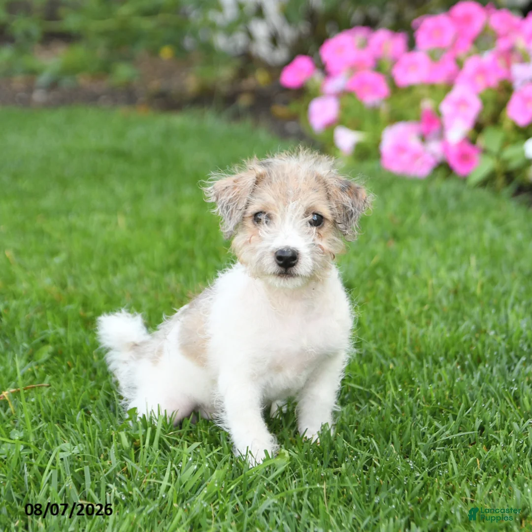 Mixed Breed dogs for sale: Fancy - Ad 2