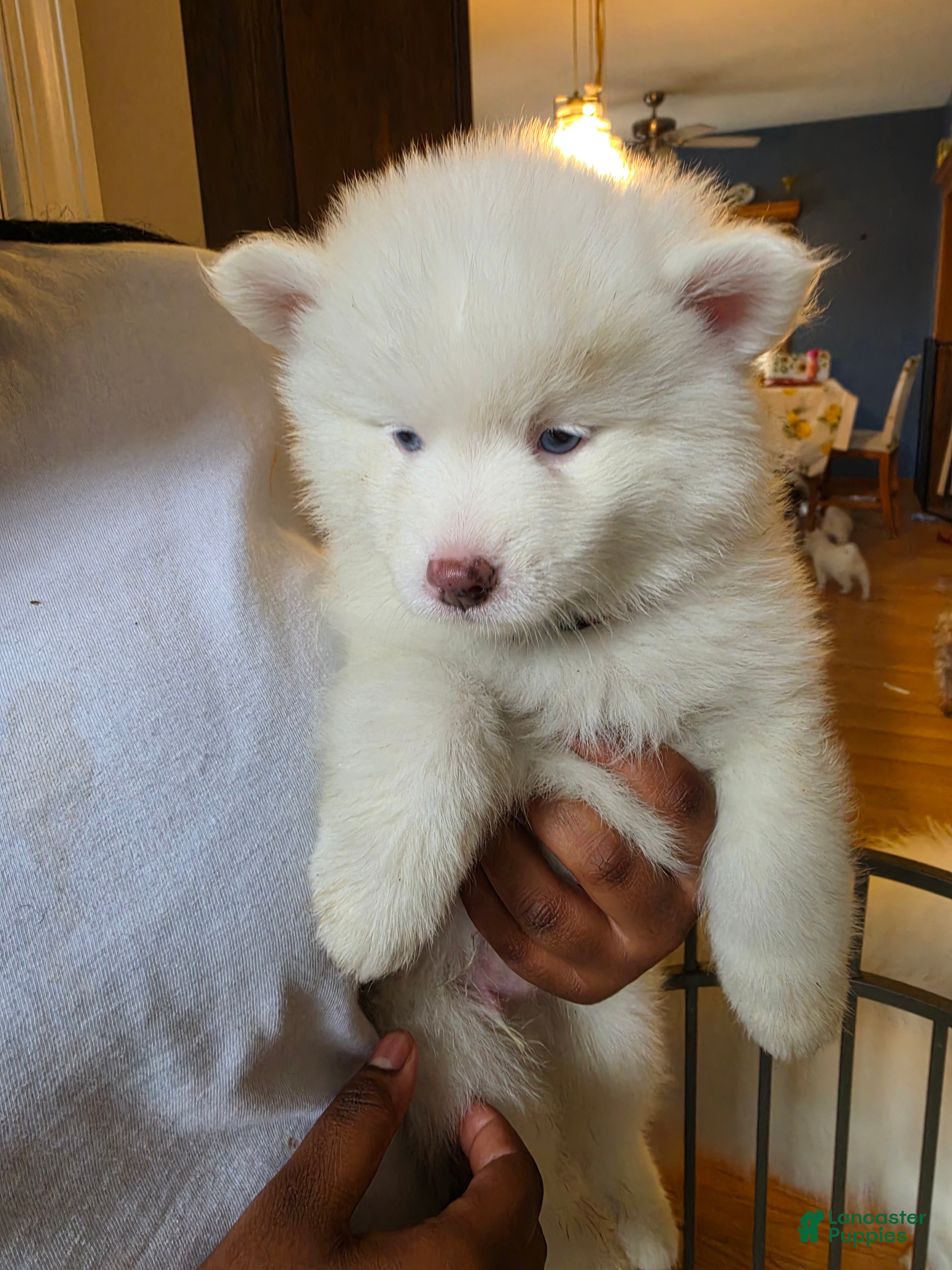 Pomsky dogs FRED - Ad 41