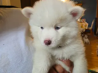 Pomsky dogs FRED - Ad 39