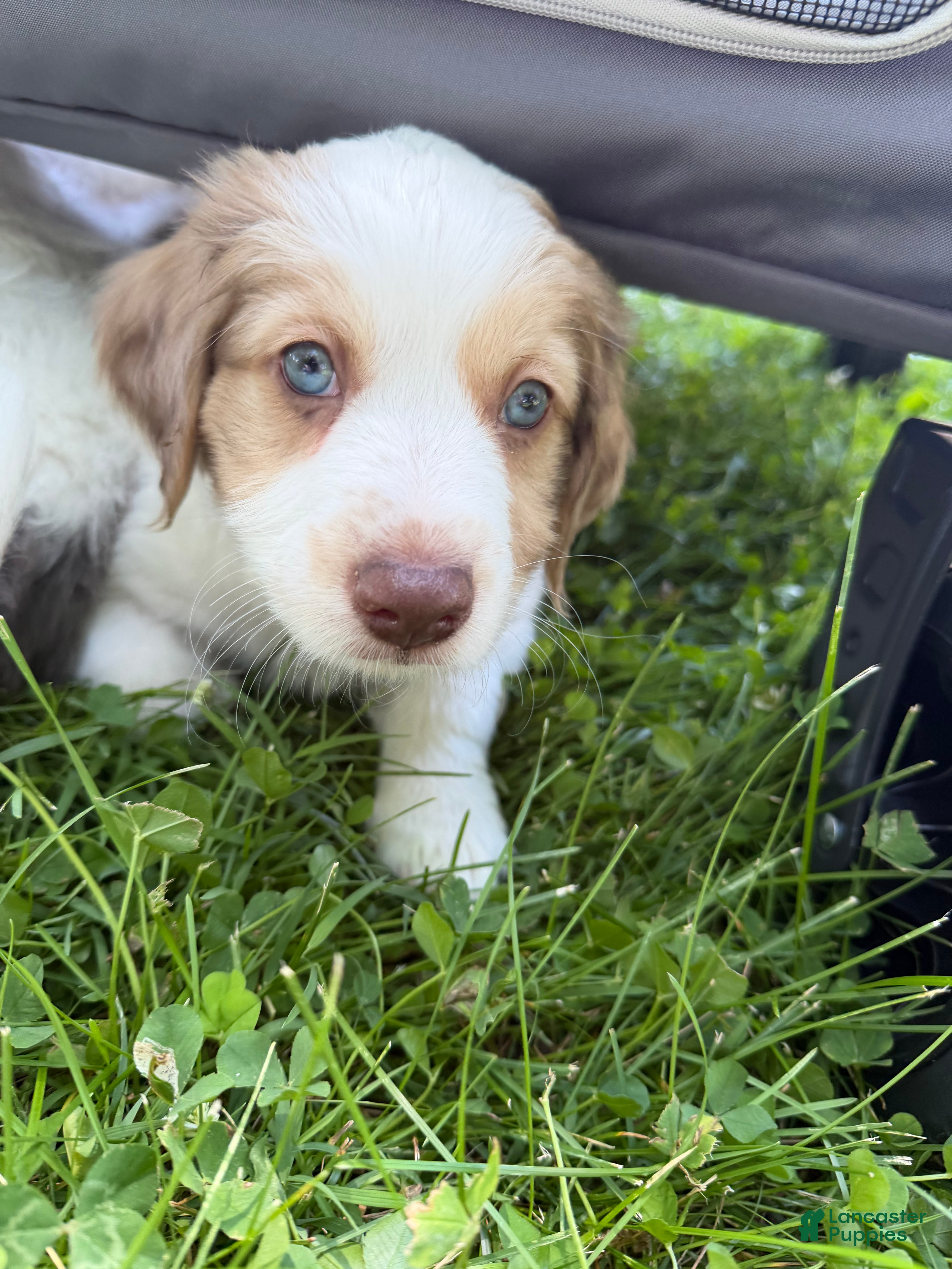 Mixed Breed dogs Mixed Breed 1 - Ad 33