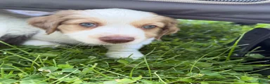 Mixed Breed 1