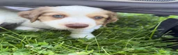 Mixed Breed dogs for sale: Mixed Breed 1 - Ad 1