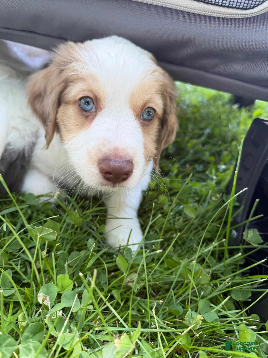 Mixed Breed dogs for sale: Mixed Breed 1 - Ad 1