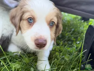 Mixed Breed dogs Mixed Breed 1 - Ad 33