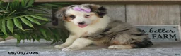 Australian Shepherd dogs for sale: Macey - Ad 3