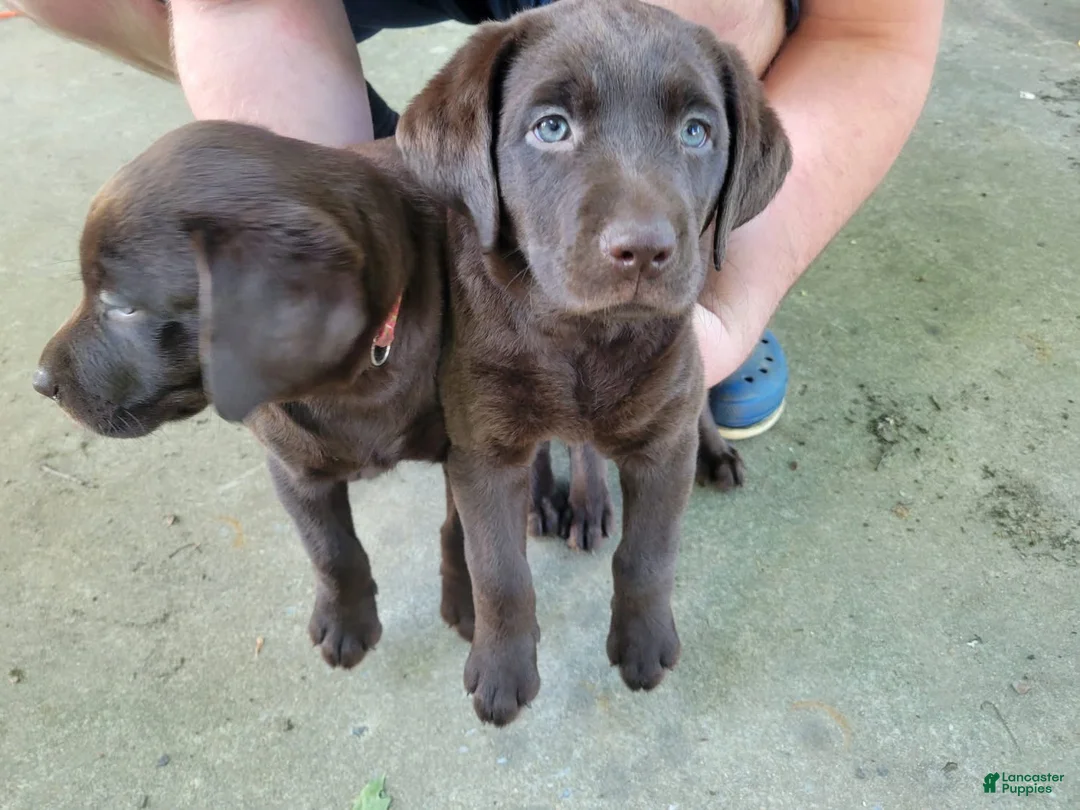 Labrador Retriever dogs for sale: Labrador Retriever 1 - Ad 1