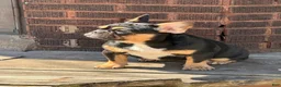 French Bulldog dogs for sale: French Bulldog 2 - Ad 3