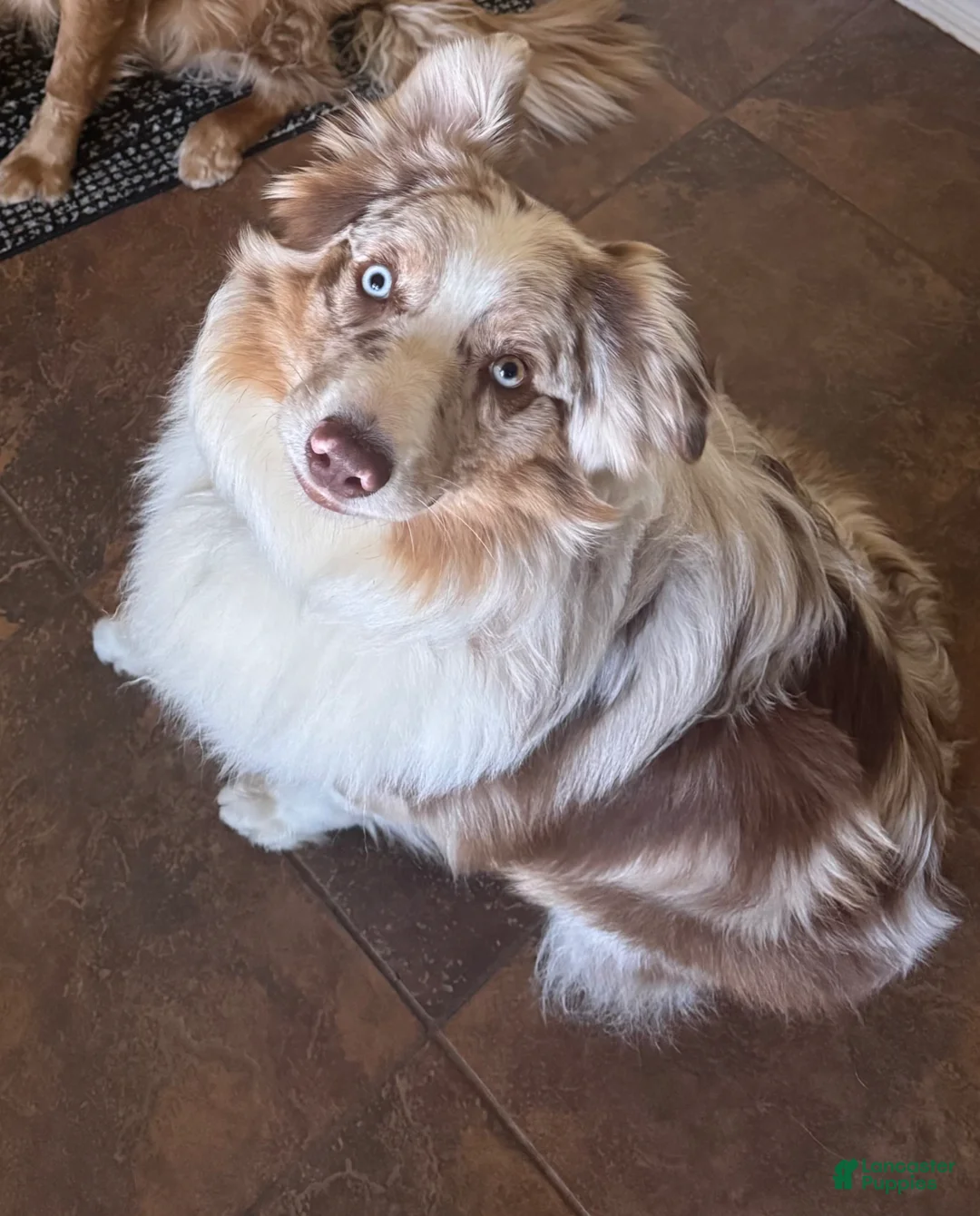 Australian Shepherd dogs for stud: Beau  - Ad 1
