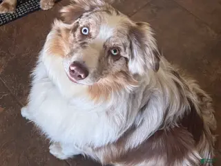 Australian Shepherd dogs for stud: Beau - Ad 3