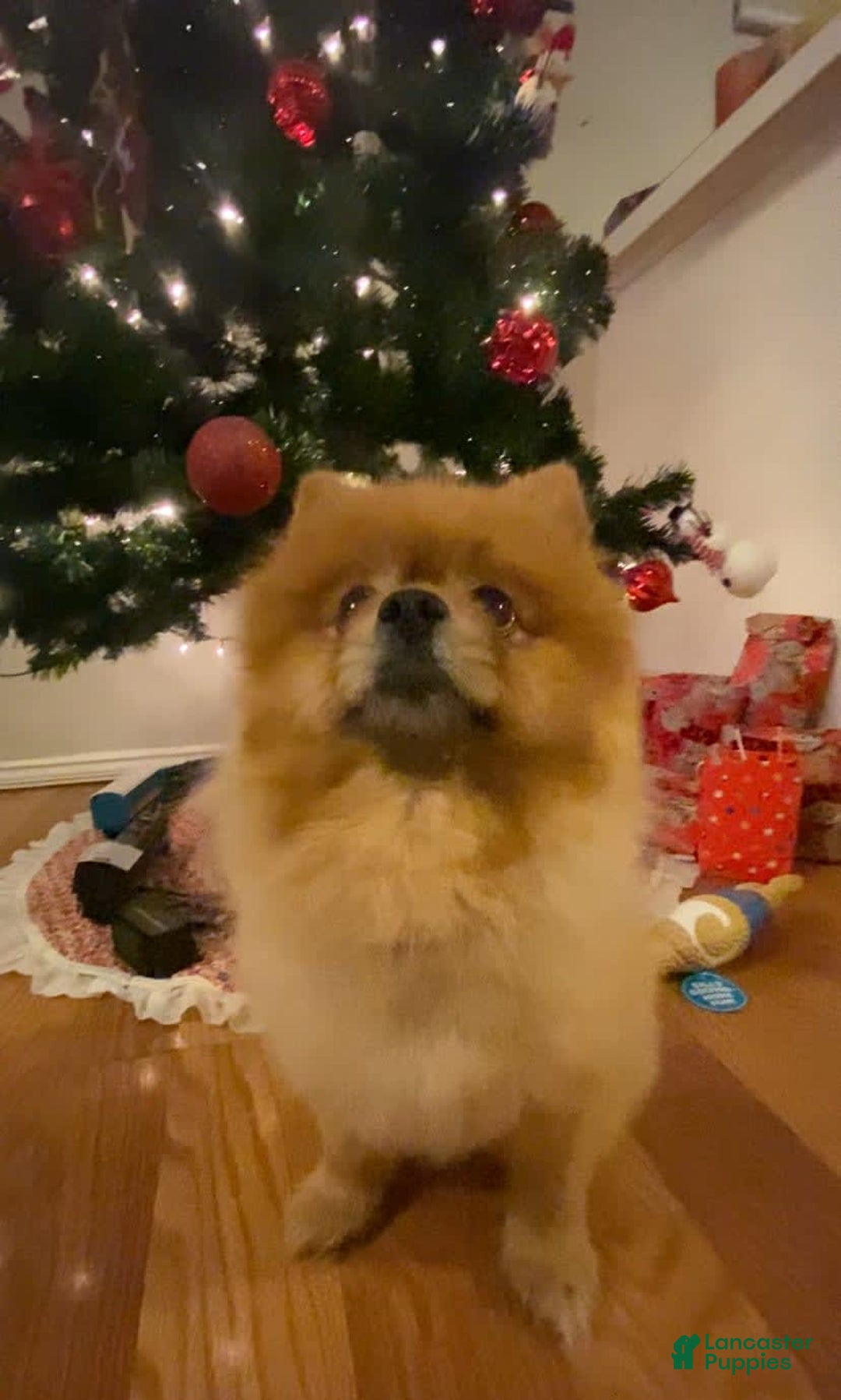 Gallery Image {{count}}