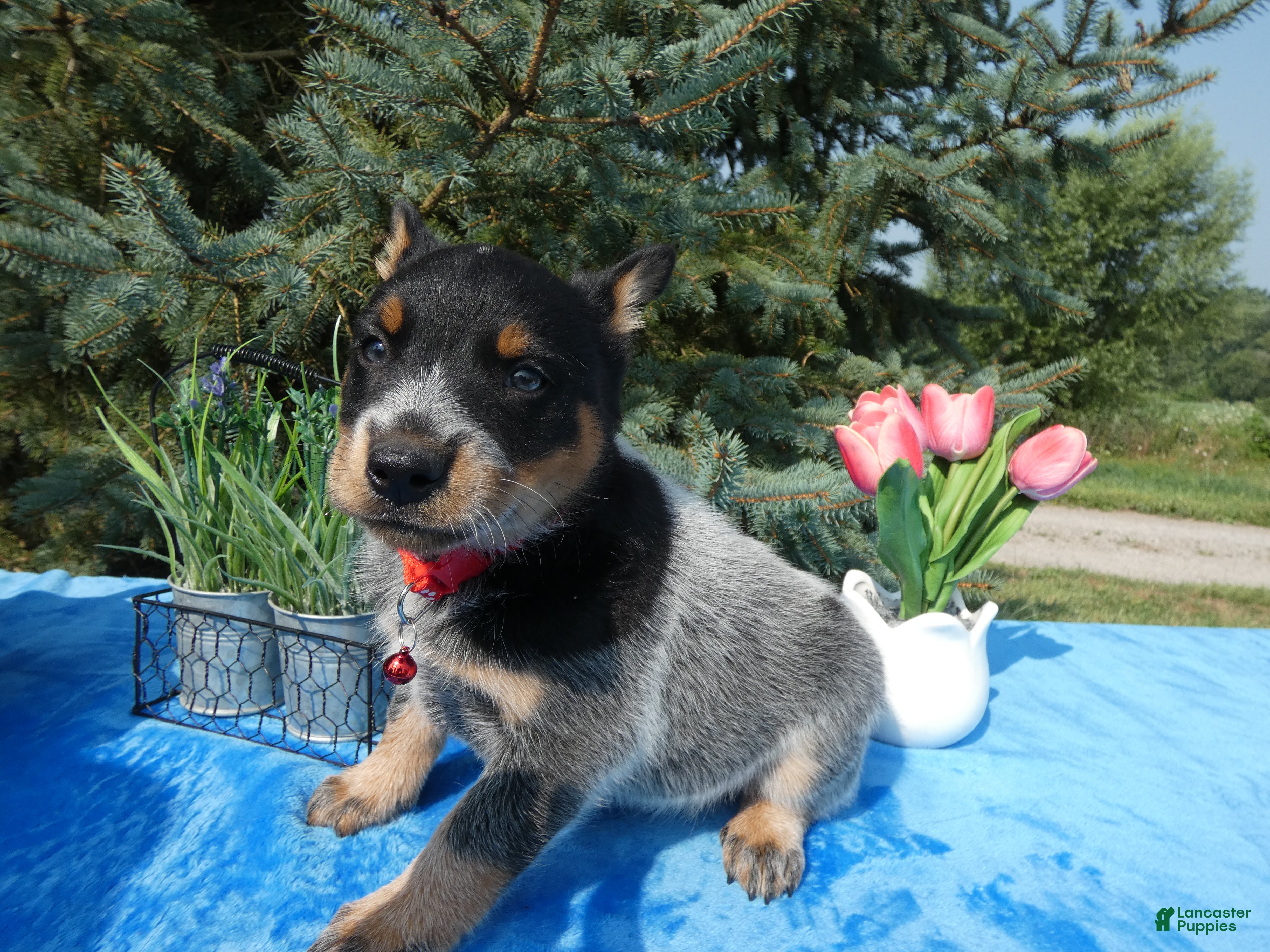 Australian Cattle Dog dogs Australian Cattle Dog 3 - Ad 34