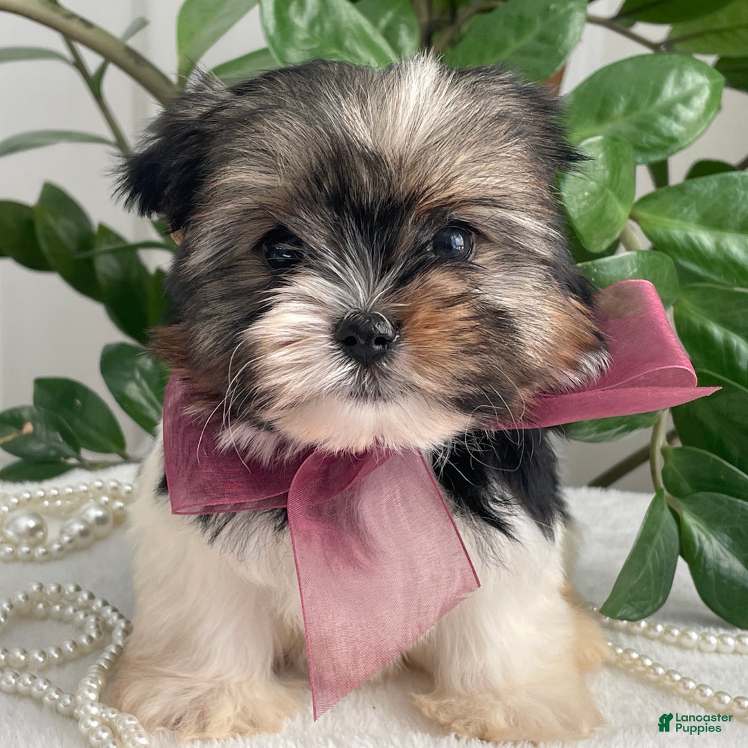 Biewer Terrier dogs for sale: Chichi - Ad 6