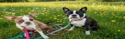 Boston Terrier dogs for sale: Black and white Boston Terrier  - Ad 2