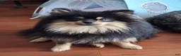 Pomeranian dogs for sale: Pomeranian 3 - Ad 4