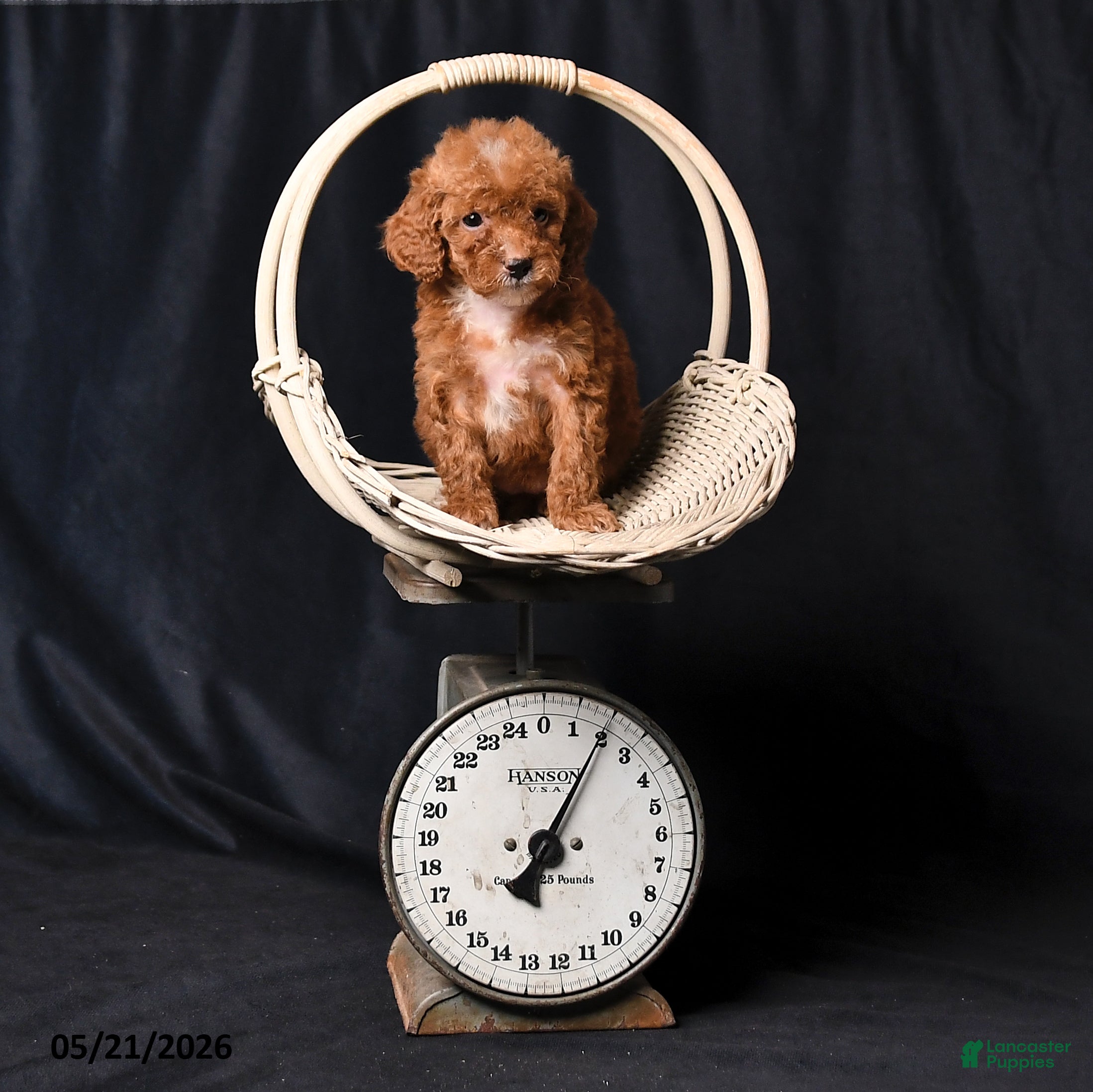 Toy Poodle dogs Tiny Clover - Ad 1