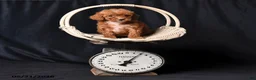 Toy Poodle dogs for sale: Tiny Clover - Ad 3