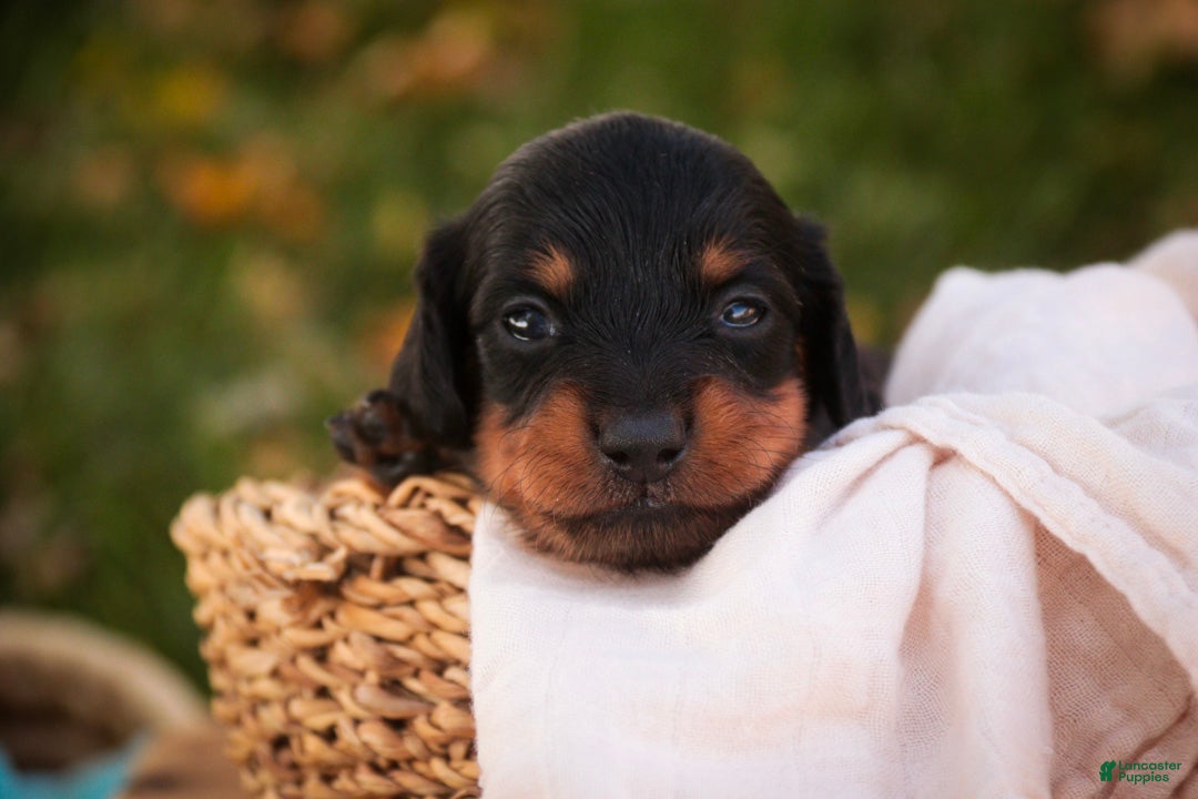 Miniature Dachshund dogs Lottie Miniature Dachshund  - Ad 1