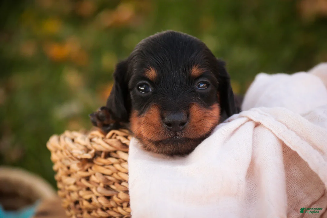 Miniature Dachshund dogs for sale: Lottie Miniature Dachshund  - Ad 1