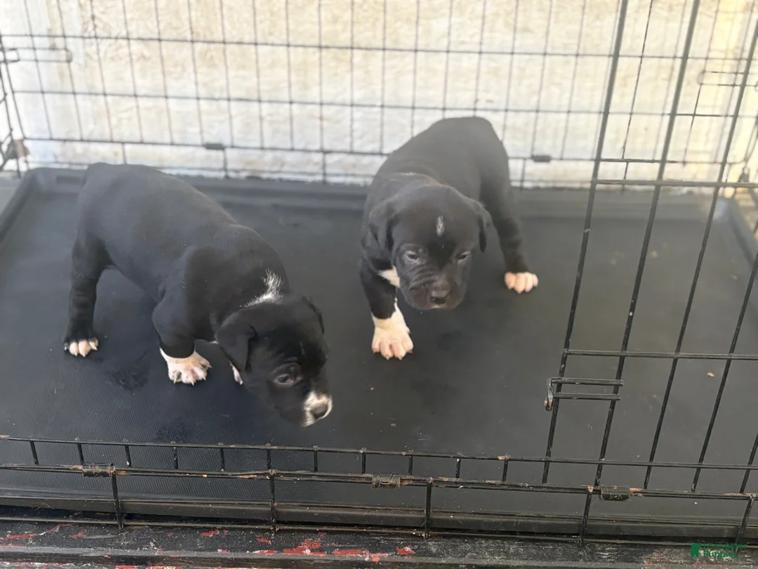 American Bully dogs for sale: American Bully Puppy 2 - Ad 5