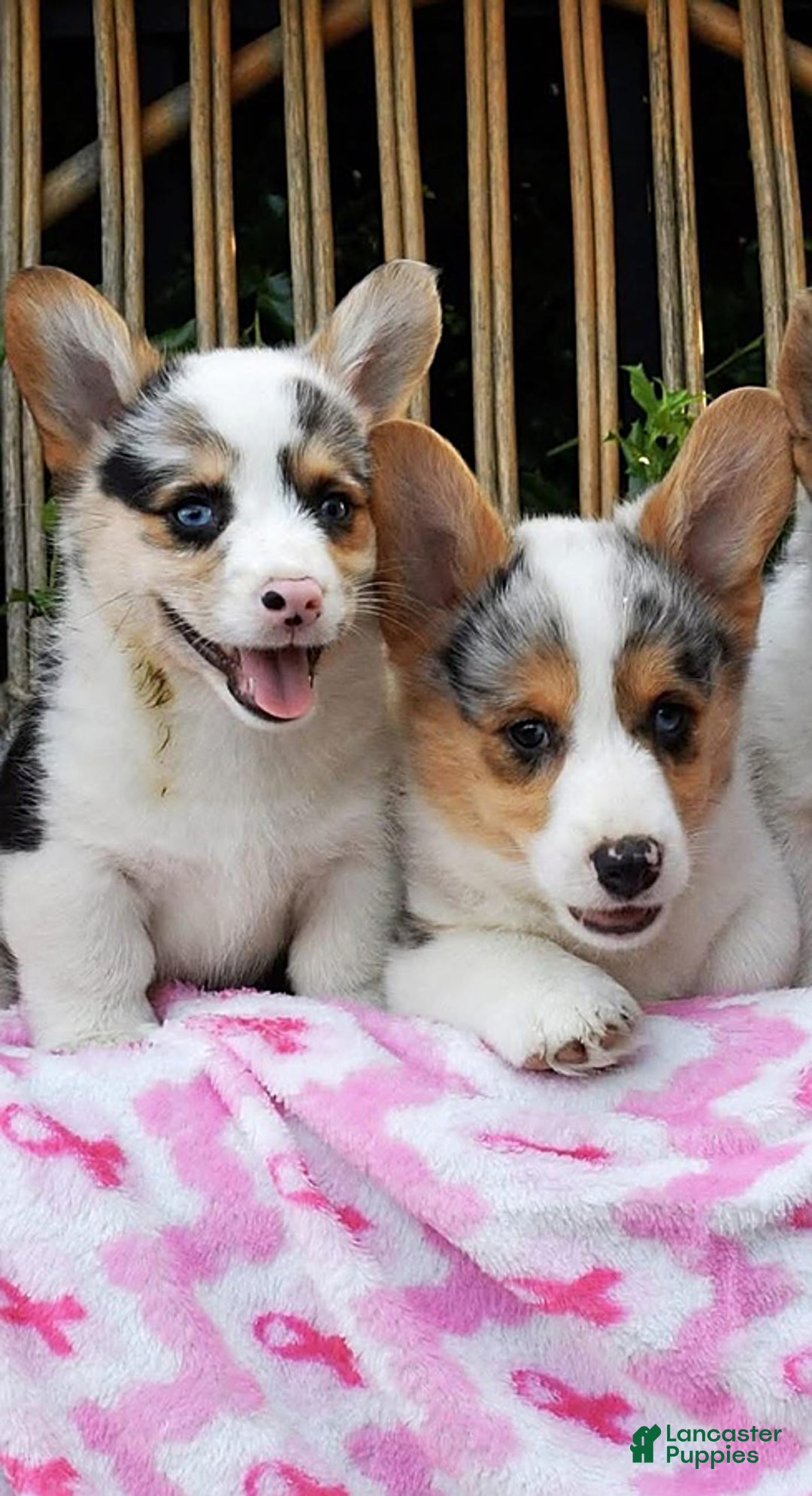 Gallery Image {{count}}