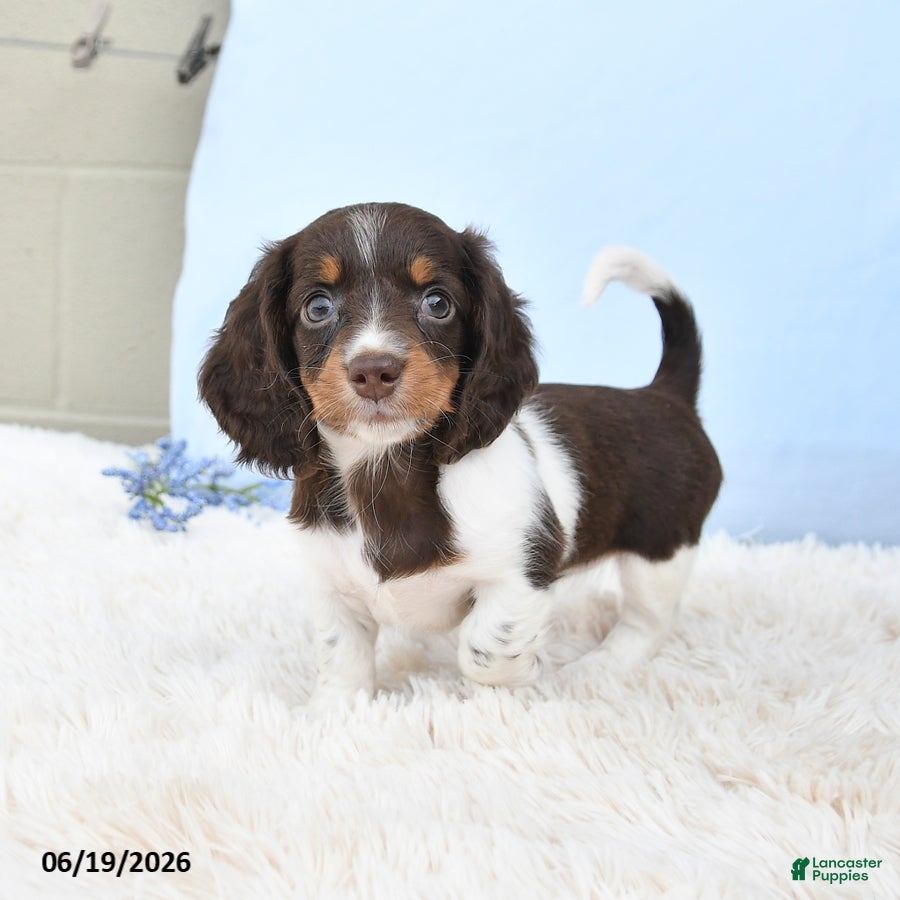 Miniature Dachshund dogs Ivy - Ad 1