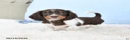 Miniature Dachshund dogs for sale: Ivy - Ad 1