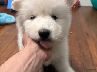 Siberian Husky dogs Tank - Ad 27