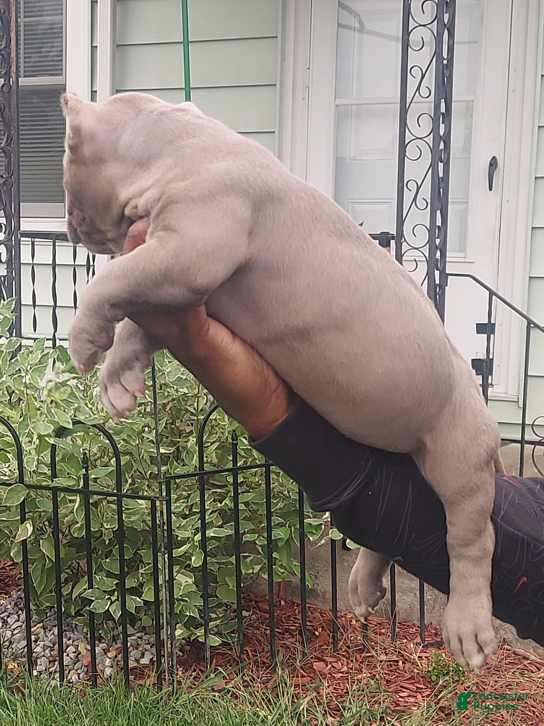 American Bully dogs American Bully Puppy 3 - Ad 2