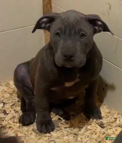 American Bully dogs American Bully Puppy 6 - Ad 2