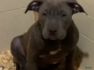 American Bully dogs American Bully Puppy 6 - Ad 2