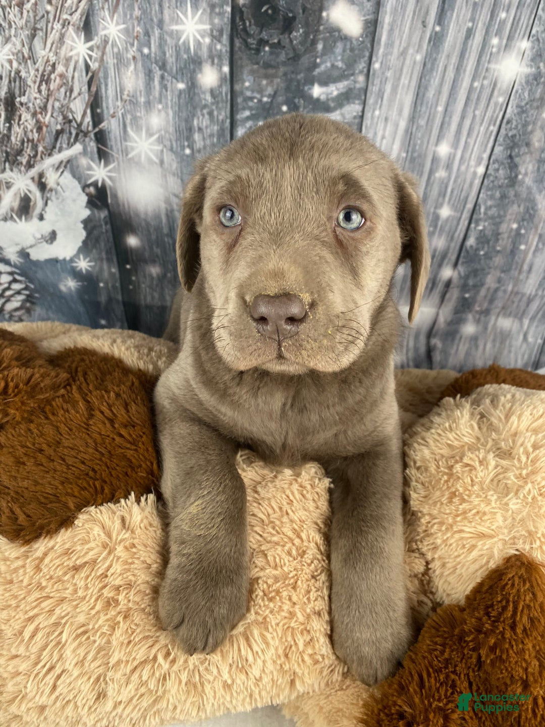Labrador Retriever dogs for sale: Abby - Ad 12