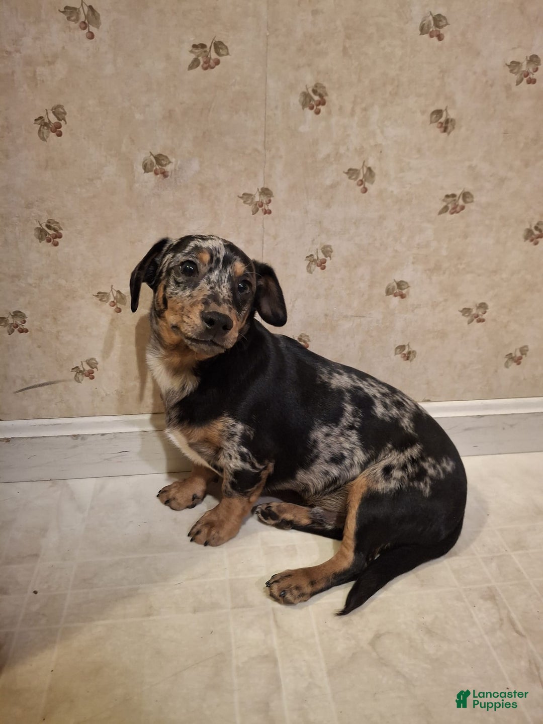 Mixed Breed dogs for sale: Teddy - Ad 2