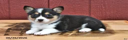 Welsh Corgi Pembroke dogs for sale: Jenny - Ad 3