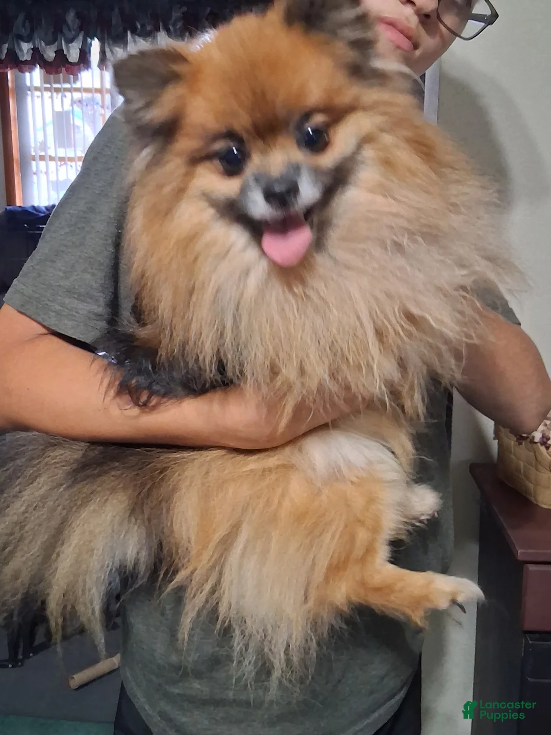 Pomeranian dogs for sale: Bear - Ad 1