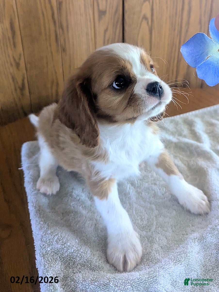 Cavalier King Charles Spaniel dogs Anise - Ad 2