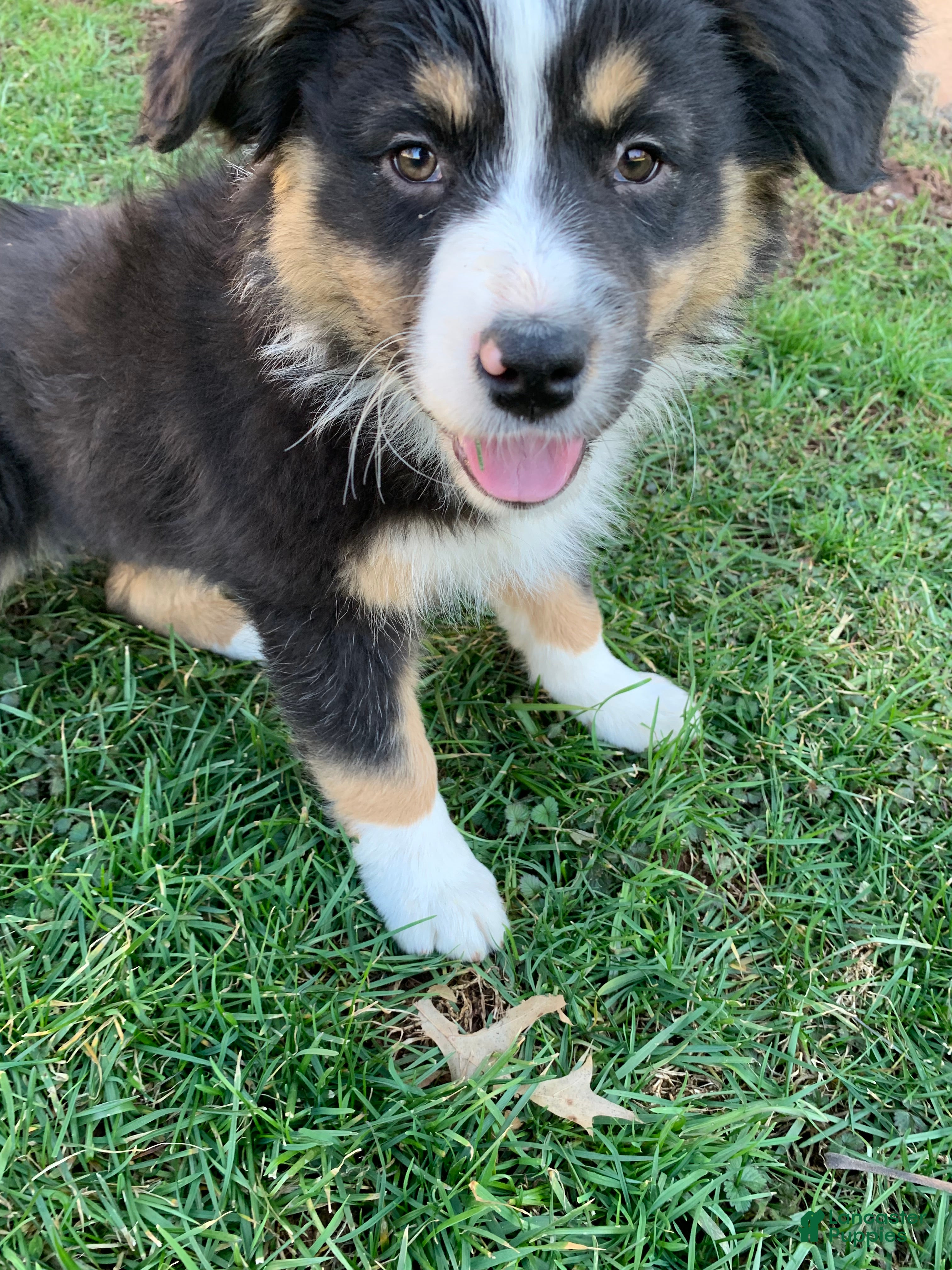 Australian Shepherd dogs Tara - Ad 2