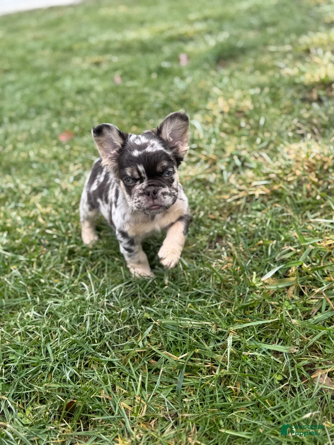 French Bulldog dogs for sale: Fluffy Louie - Ad 3