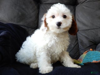 Cavapoo dogs Snowball - Ad 38