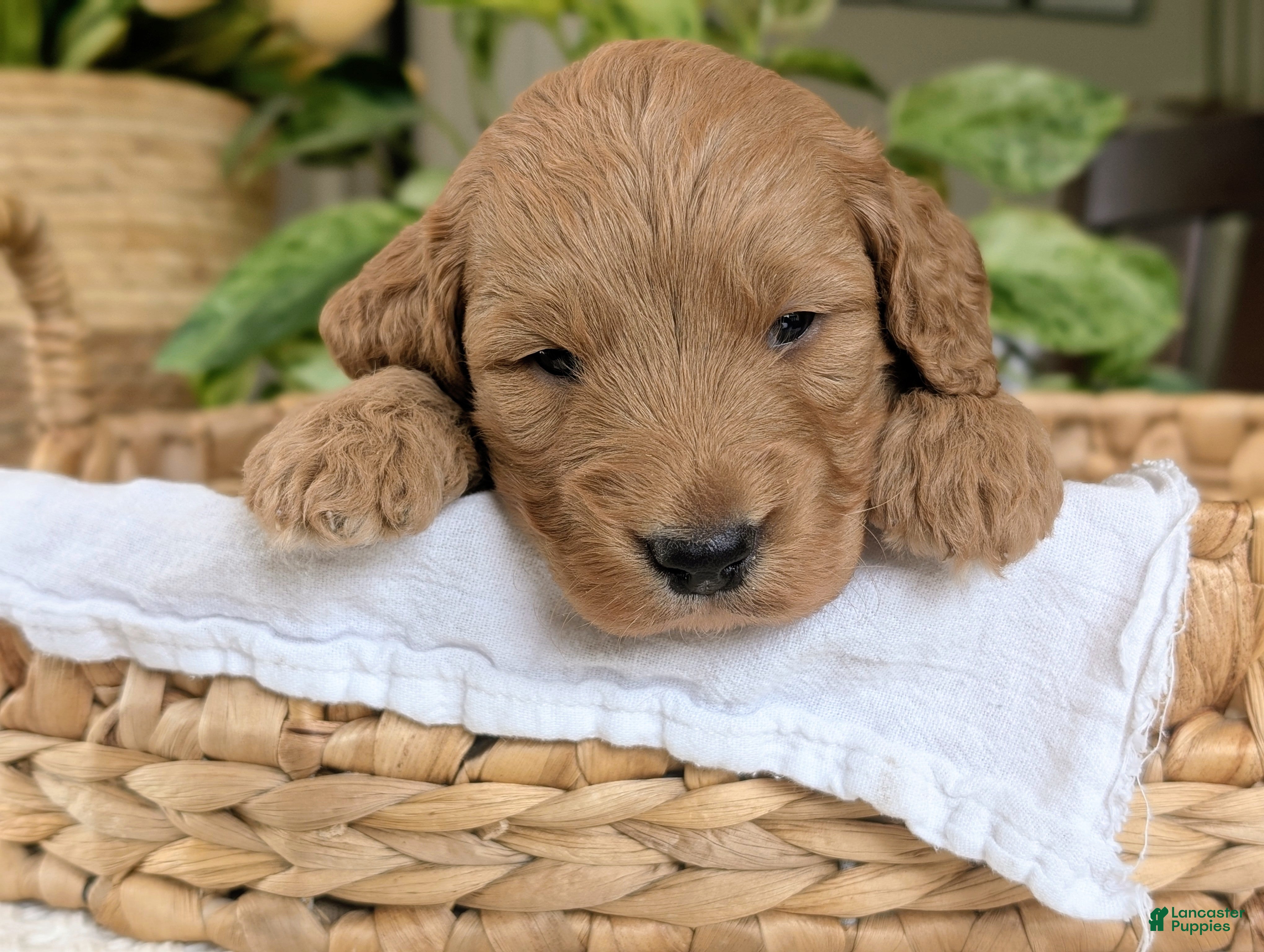 Mini Goldendoodle dogs Captain - Ad 2