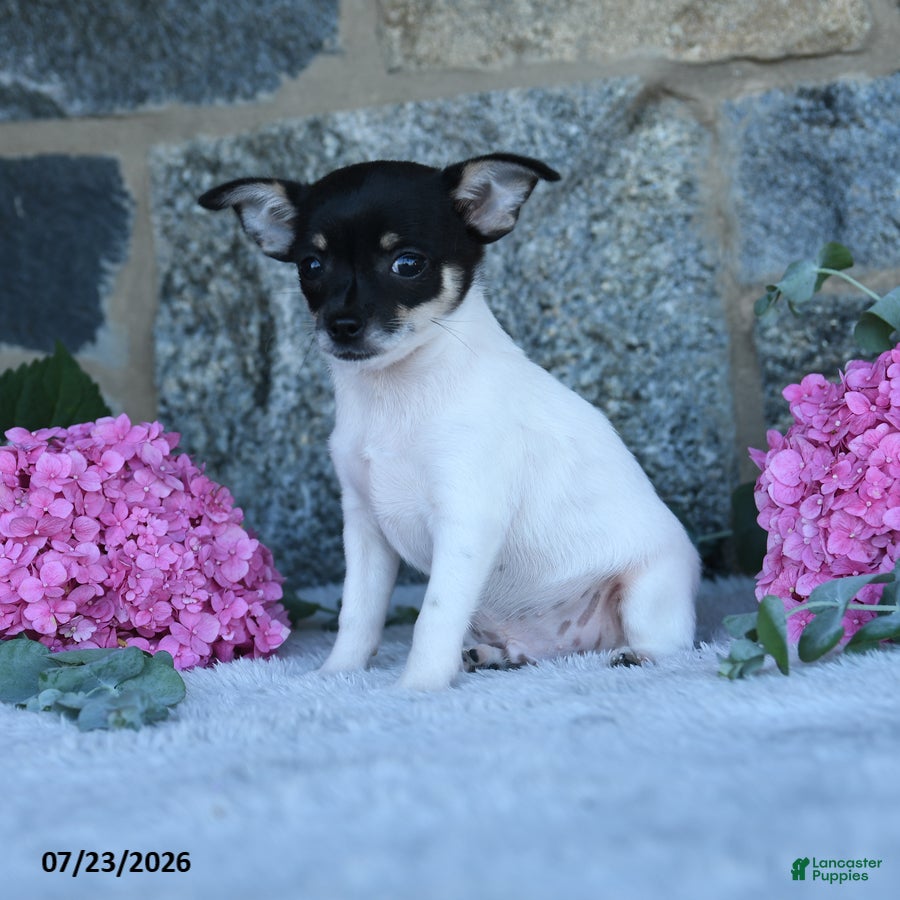 Chihuahua dogs Spotty - Ad 1
