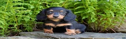 Miniature Dachshund dogs for sale: Rosie - Ad 4