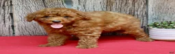 Miniature Poodle dogs for sale: Bentley - Ad 5